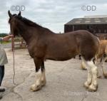 Flo, 17hh Clydesdales Mare in Foal