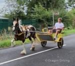 3 year old gelding 13.3hh, he's out of Electric who was bred by Robert Fish. He's just come out the field 100% ride and drive. 