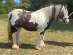 Indiana, 13hh Mare