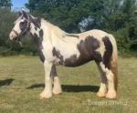 Indiana, 13hh Mare