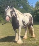 Indiana, 13hh Mare