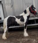 Very good gelding cob, very well marked black and white heavy cob. He is 5 years old, stand full up 14hh. He is a very good cob to drive, goes in two or four carts and got heart of lion, goes all day long. 