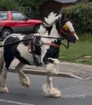 14hh Ride and Drive Gelding 