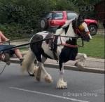 14hh Ride and Drive Gelding 