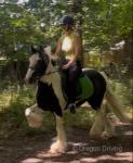 14hh Ride and Drive Gelding 