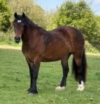 14.3hh Welsh Section D Mare