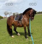 14.3hh Welsh Section D Mare