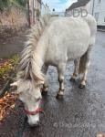 Shetland Mare and Gelding 