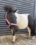 Shetland Mare and Gelding 