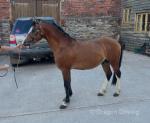 King, Welsh Section C Colt