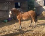 King, Welsh Section C Colt