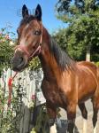 15h 5 year old half bred mare, ride and drive, quite as they come. Will go 27/28mph in style. Perfect in traffic been on the drives. 