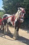 3 year old gelding cob, broken to drive hasn't done much riding but a good horse in all ways. 