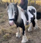 Driving Gelding 