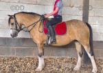 12.2hh Mare
