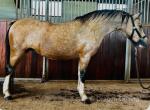 12.2hh Mare