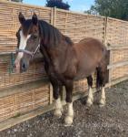 Freddie, 13.3hh Gelding 