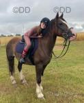 Freddie, 13.3hh Gelding 