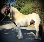 Gawbridge Monnalisa, 13.2hh Mare