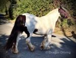 Gawbridge Monnalisa, 13.2hh Mare