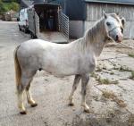 Atlas, Welsh Section A Gelding 
