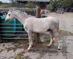 Atlas, Welsh Section A Gelding 