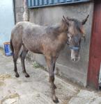 Coco, Yearling Gelding 