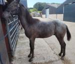 Coco, Yearling Gelding 