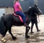 Black Magic, Gelding 