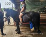 Black Magic, Gelding 