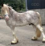 Big Red, Stallion at Stud