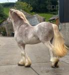 Big Red, Stallion at Stud