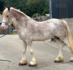 Big Red, Stallion at Stud