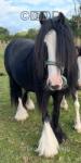 11.2hh Broodmare with Colt Foal at Foot