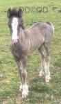 11.2hh Broodmare with Colt Foal at Foot