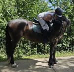 15hh Welsh Section D Mare
