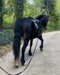 15hh Welsh Section D Mare