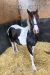 Colt