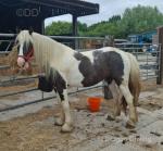 14.1hh Mare