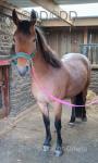 New Forest Riding Gelding 