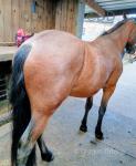 New Forest Riding Gelding 