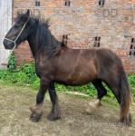 Filly