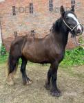 Filly