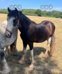 Gelding 