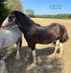 Gelding 