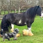 Gelding 