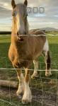 Gelding 