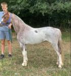 Here we have Sextons The Crusader, who is fully registered Welsh section C 3 year old gelding. Proper show quality pony, real eye catching red roan. 