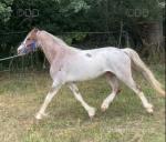 Sextons The Crusader, Welsh Section C Gelding