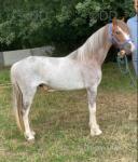 Sextons The Crusader, Welsh Section C Gelding